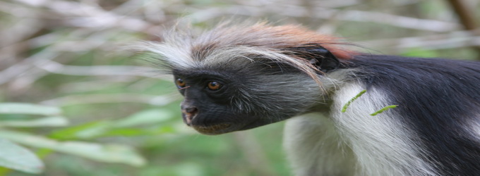 "Red Colobus Ape"